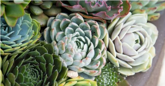 Screenshot 2023-10-17 at 10-27-04 Types of Succulent Plants (with pictures) Succulents and Sunshine.png