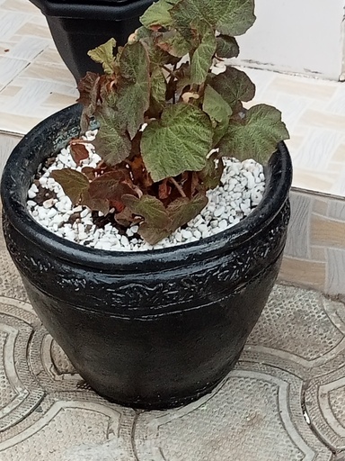 Nash Clay Pot Planter- 16" Black Plain